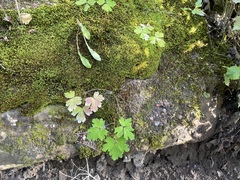 Aquilegia canadensis
