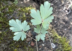 Aquilegia canadensis
