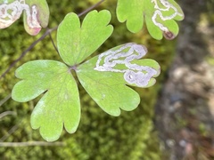 Phytomyza minuscula group