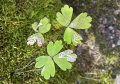 Phytomyza minuscula group