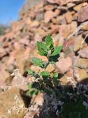 Mentzelia oligosperma