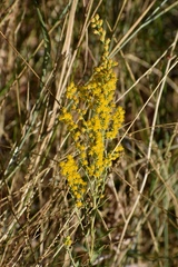 Solidago velutina