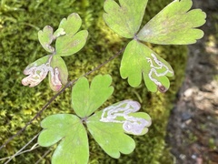 Phytomyza minuscula group