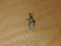 Triatoma protracta