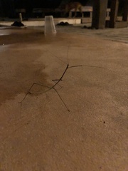 Diapheromera femorata