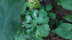 Sanguinaria canadensis