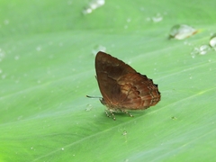 Simiskina phalia