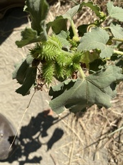 Xanthium strumarium