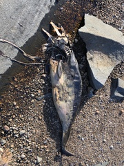 Phocoena phocoena