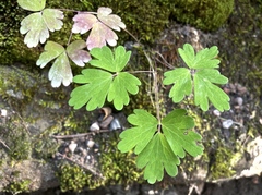 Aquilegia canadensis