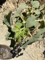 Xanthium strumarium
