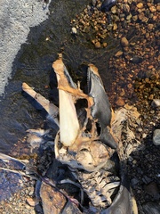 Phocoena phocoena