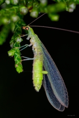 Chrysoperla rufilabris