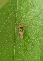 Microchrysa flaviventris