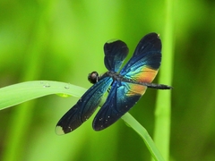 Rhyothemis plutonia