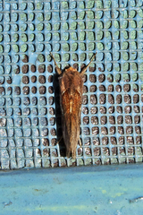 Dactyloplusia impulsa