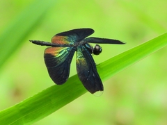 Rhyothemis plutonia