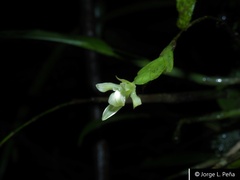 Epidendrum gentryi