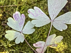 Phytomyza minuscula group