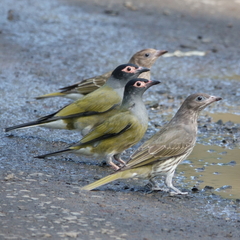 Sphecotheres vieilloti