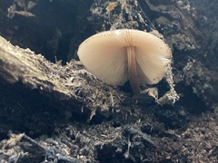 Pluteus