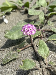 Abronia umbellata