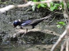 Hirundo rustica