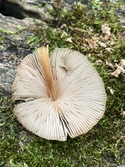 Pluteus