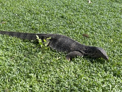 Varanus salvator macromaculatus