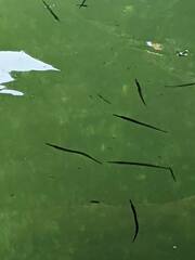 Aulorhynchus flavidus