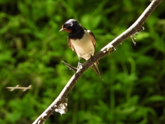 Hirundo rustica
