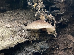 Pluteus