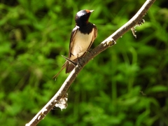 Hirundo rustica