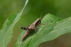 Melanoplus scudderi