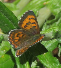 Tharsalea mariposa