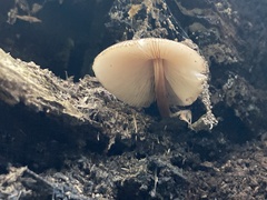 Pluteus