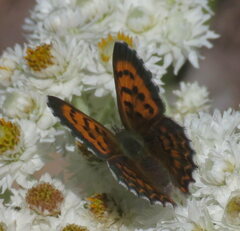 Tharsalea mariposa