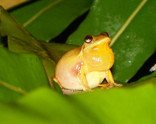 Tlalocohyla loquax