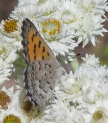 Tharsalea mariposa