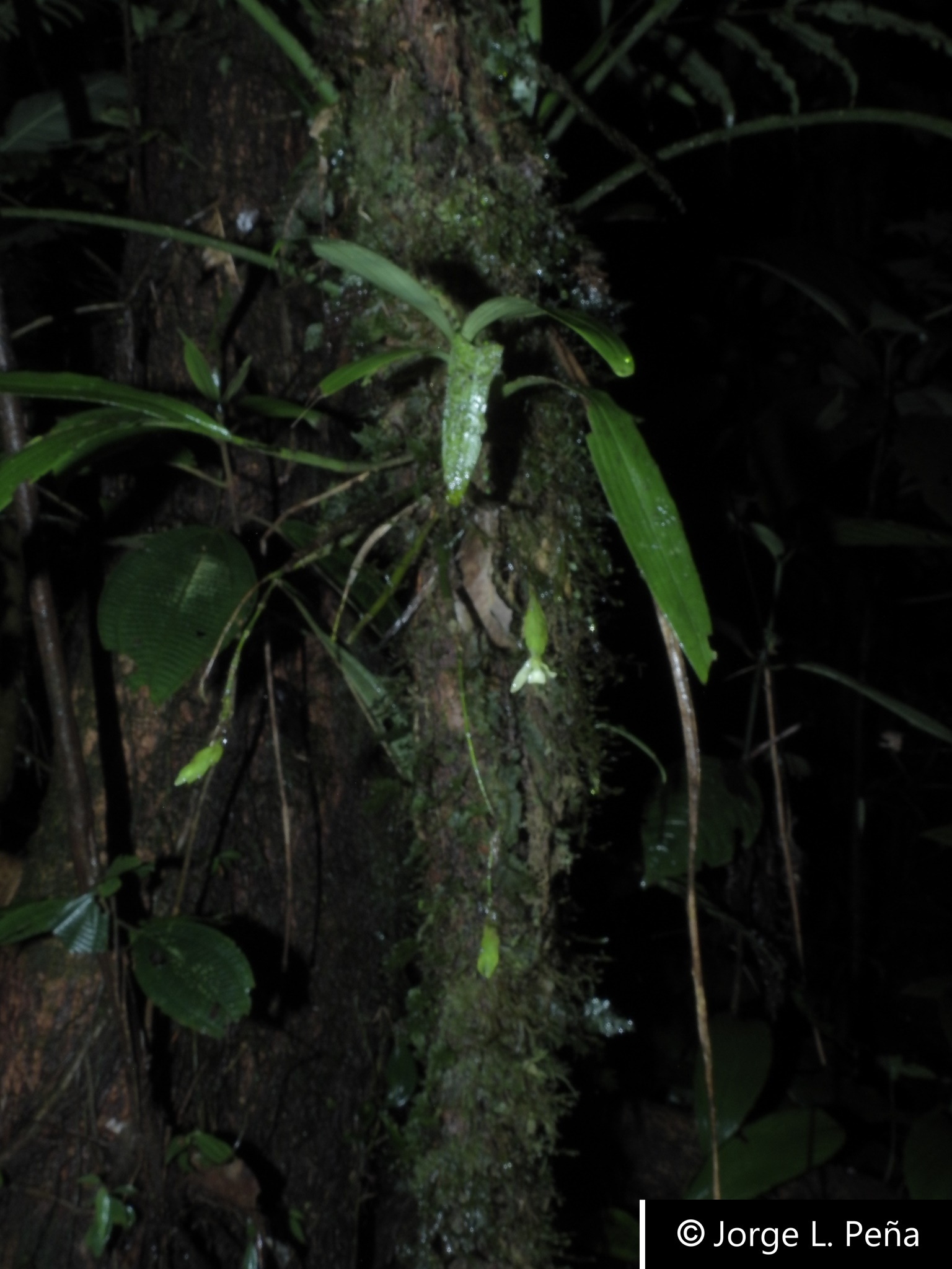 Epidendrum gentryi Dodson 2
