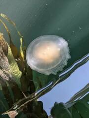 Phacellophora camtschatica