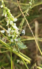 Microbembex monodonta