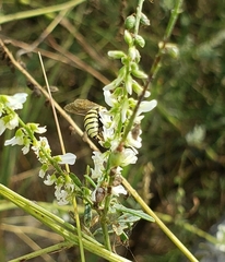 Microbembex monodonta
