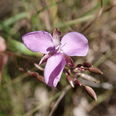 Murdannia graminea