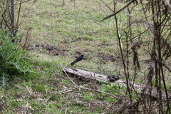 Rhipidura leucophrys