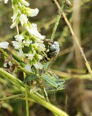 Microbembex monodonta
