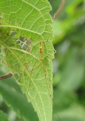 Tetragnatha squamata
