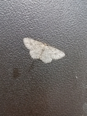 Ectropis crepuscularia