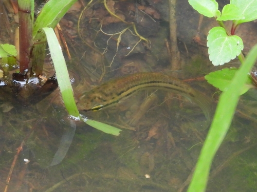 Prima fighter (Betta prima) — Osphronemidae — 4