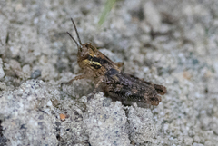 Melanoplinae